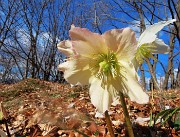 54 Helleborus niger (Ellebori) verso la fruttescenza